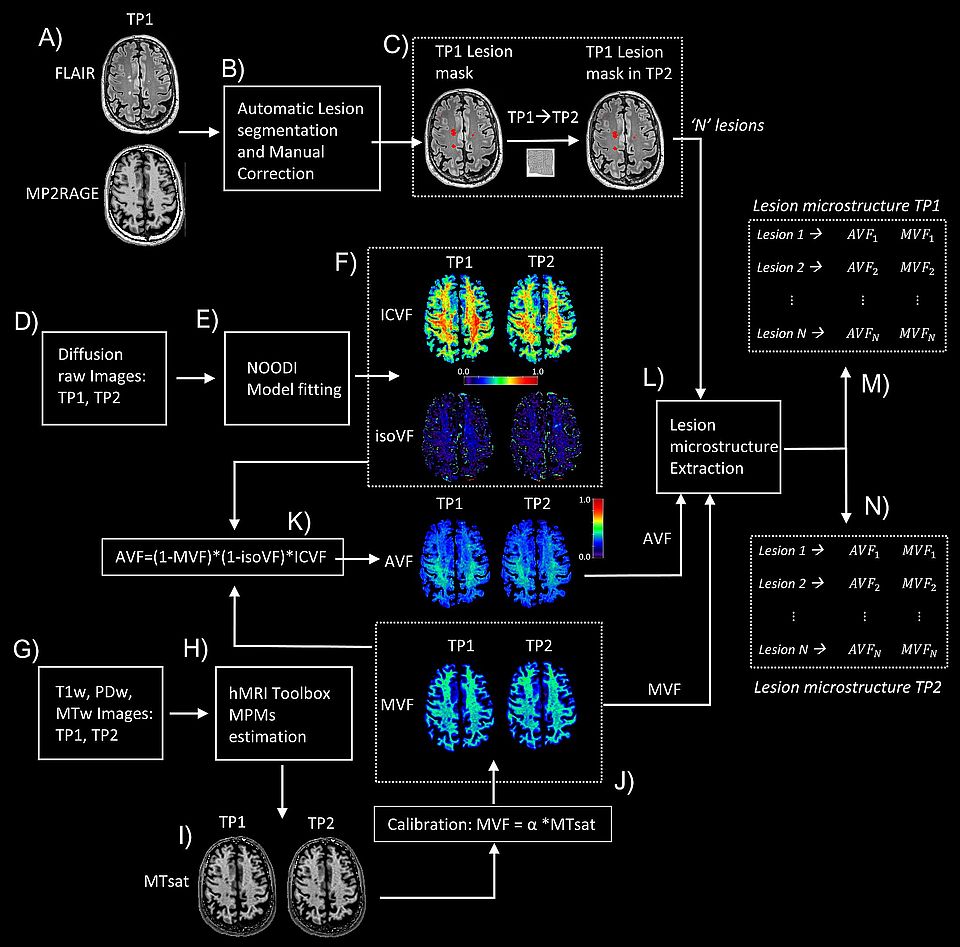  Schematic view of the workflow applied to obtain myelin, axon, and extracellular volume fraction maps and their lesion-wise values